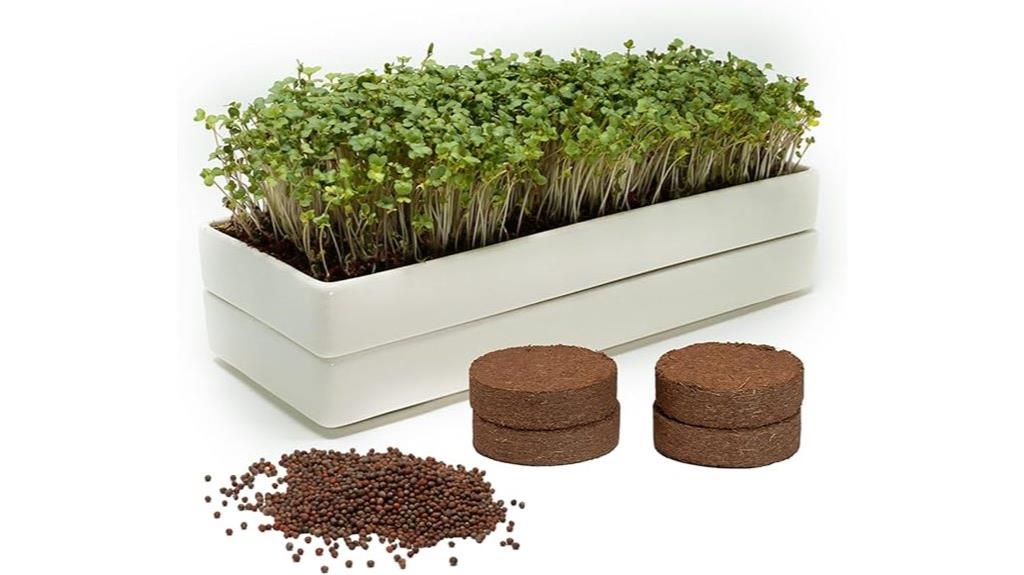 ceramic tray microgreens kit
