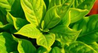 detect and address nutrient deficiencies