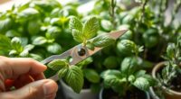 indoor herb pruning techniques