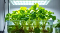 simple soil less plant cultivation