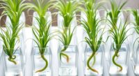 top air plant hydroponic kits