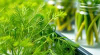 hydroponic dill cultivation recipes