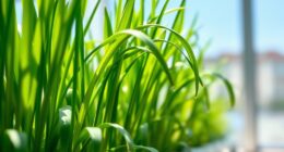 hydroponic lemongrass recipes