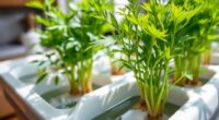 hydroponic tarragon cultivation tips