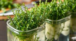 hydroponic thyme culinary cultivation