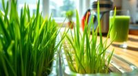 hydroponic wheatgrass cultivation instructions