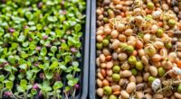 microgreens and sprouts comparison