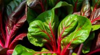 vibrant hydroponic swiss chard