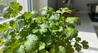 differences in indoor cultivation
