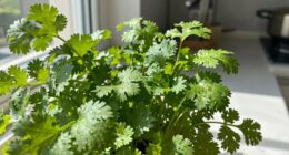 differences in indoor cultivation
