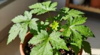 enhancing plant observation techniques