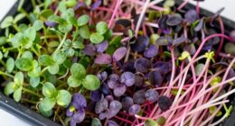 flavorful microgreen combinations