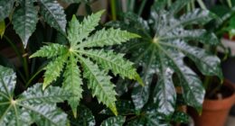 focus on leaf texture