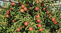 forcing plants to fruit