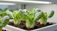 healthy compact easy to grow