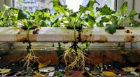 hydroponic system deep cleaning