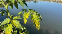 identify nutrient source origin