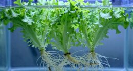 importance of oxygen levels