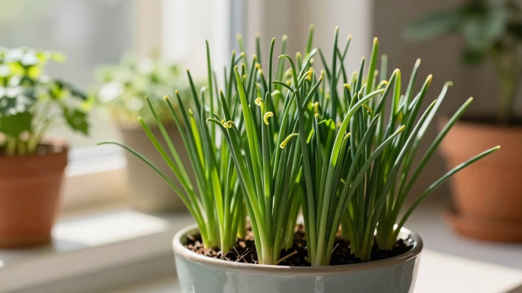indoor chive growing essentials
