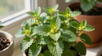 indoor lemon balm cultivation