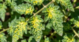 monitoring plant nutrient levels