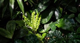 poor light affects growth