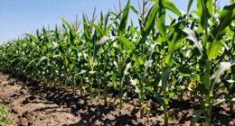 rapid growth depletes nutrients