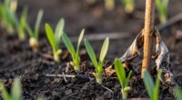 spring crops require gentler feeding