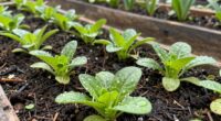 spring greens nutrient plan
