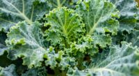 tender young kale taste
