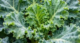 tender young kale taste