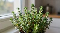 thyme prefers leaner environments