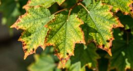 watch for leaf edges