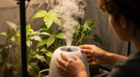 1 Best Ultrasonic Humidifier for Grow Tent in 2026