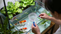 2 Best Home Aquaponics Setup With Fish Tank in 2026