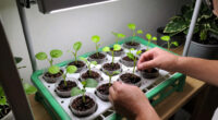 2 Best Hydroponic Propagation Racks in 2026