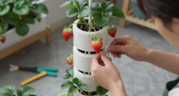 3 Best Hydroponic Tower for Strawberries in 2026