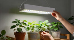 3 Best Led Grow Light For Indoor Berry Plants In 2026