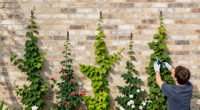 Want to Cheer Up a Shady Wall Fast? These 7 Fragrant Climbers Will Quickly Transform a Dull Corner into a Lush Oasis of Color and Scent