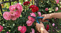 15 Best Rose Bushes in 2026