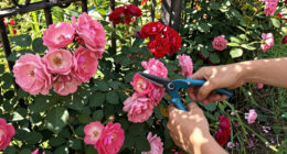 15 Best Rose Bushes in 2026