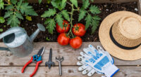 What to Do With Tomato Plants in June – 5 Early-Summer Jobs for a Bigger, Juicier Harvest