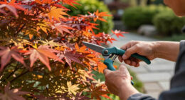 What Your Japanese Maple Needs in July for Blazing Color That Lasts All Season – 5 Easy Tasks to Do Now