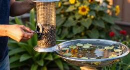 11 Best Bird Feeders and Baths in 2026