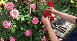 13 Best Climbing Rose Plants in 2026