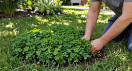 8 Best Lawn Alternative Ground Covers in 2026