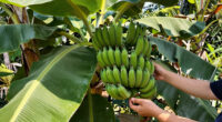 9 Best Banana Plants for Gardens in 2026