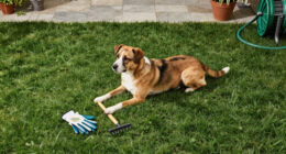 Has Your Lawn Gone To The Dogs? Experts Explain How To Fix Grass Your Dog Has Damaged