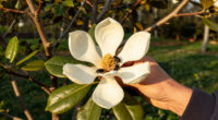 Magnolias Are So Old That They're Pollinated By Beetles, Not Bees