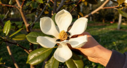 Magnolias Are So Old That They're Pollinated By Beetles, Not Bees